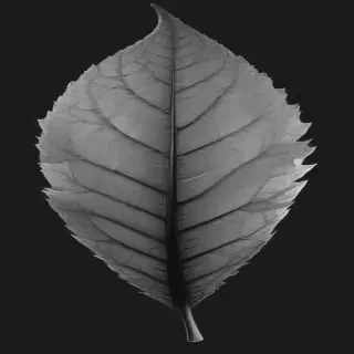 clipart of leaf black and white