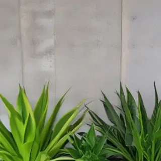 zoom background plants