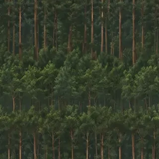 forest transparent background