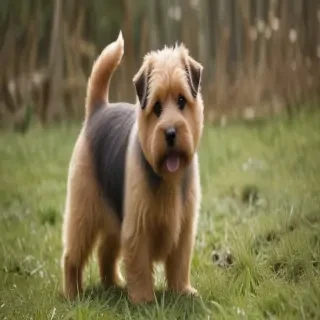norfolk terrier