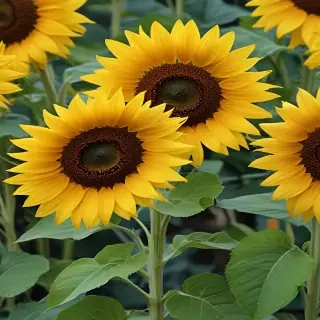 sunflower computer wallpaper