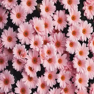 cute flower wallpaper aesthetic