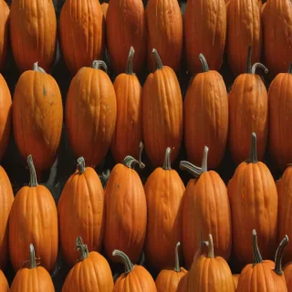 pumpkin png