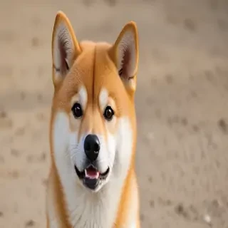 shiba dog