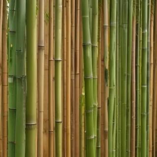 bamboo background