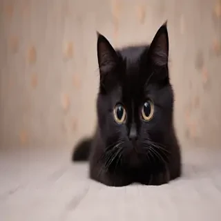cute black cat wallpaper