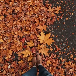 fall leaves aesthetic