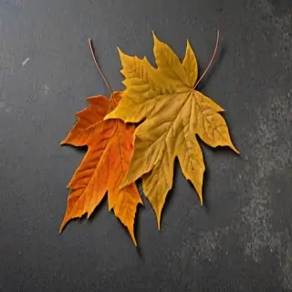 fall leaves png transparent