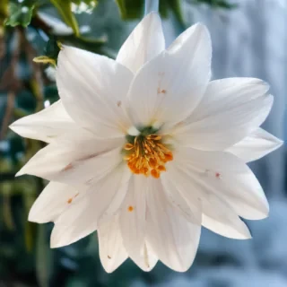 winter flower wallpaper background