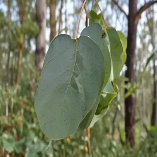 transparent eucalyptus
