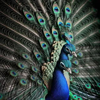 peacock black and white