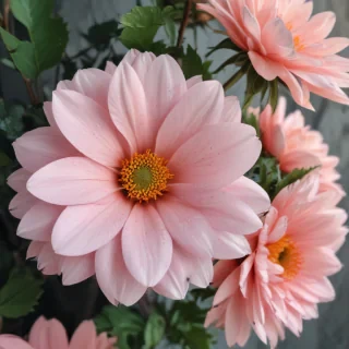 flower aesthetic wallpapers