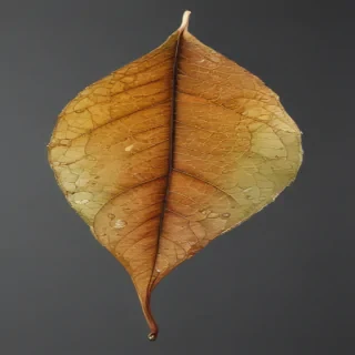 leaf transparent background