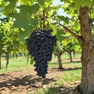 grape tree