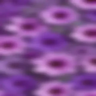 purple flowers transparent background