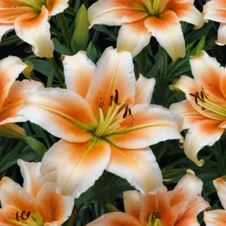 lily flower
