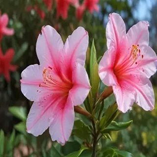 azalea flower