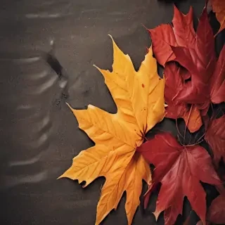 autumn iphone wallpaper