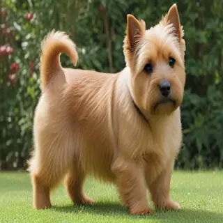 norwich terrier