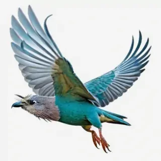 birds flying transparent background