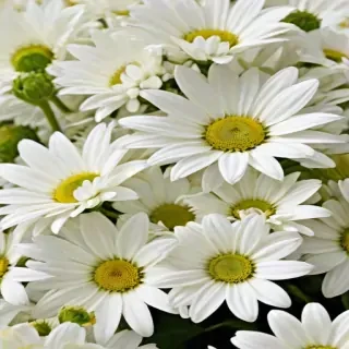 white flowers wallpaper iphone