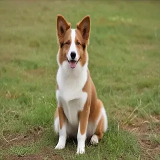 aussie dog
