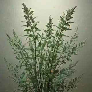 aesthetic sage green