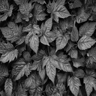 leaves black and white