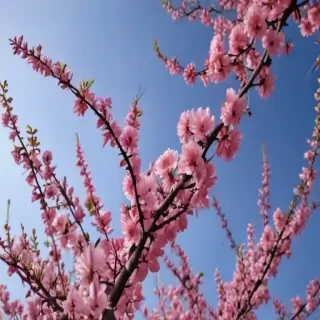spring iphone background