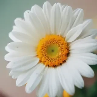 iphone daisy wallpaper