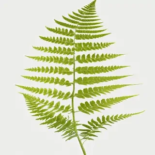 transparent fern png