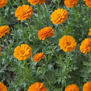 marigolds transparent