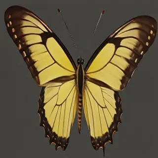 butter fly png