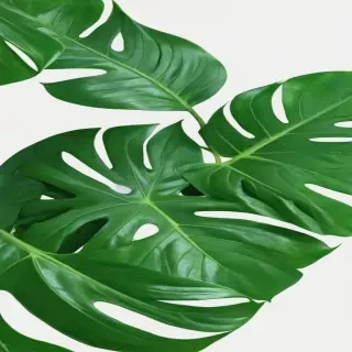 green aesthetic png