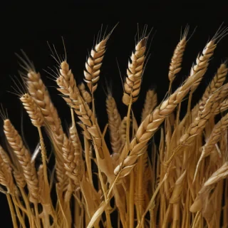 wheat png