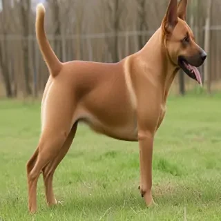 sokoke breed