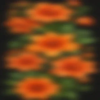 orange flower clipart