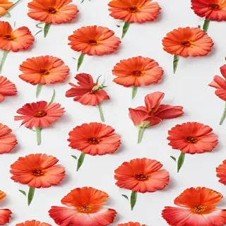 flower on white background