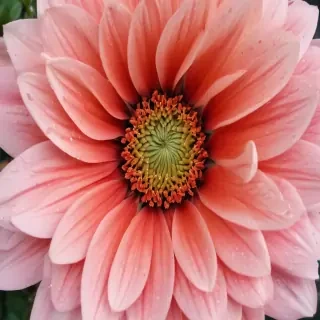 iphone flower background