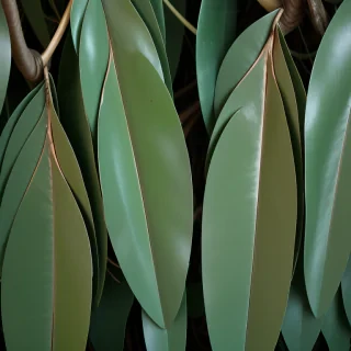 eucalyptus leaves png