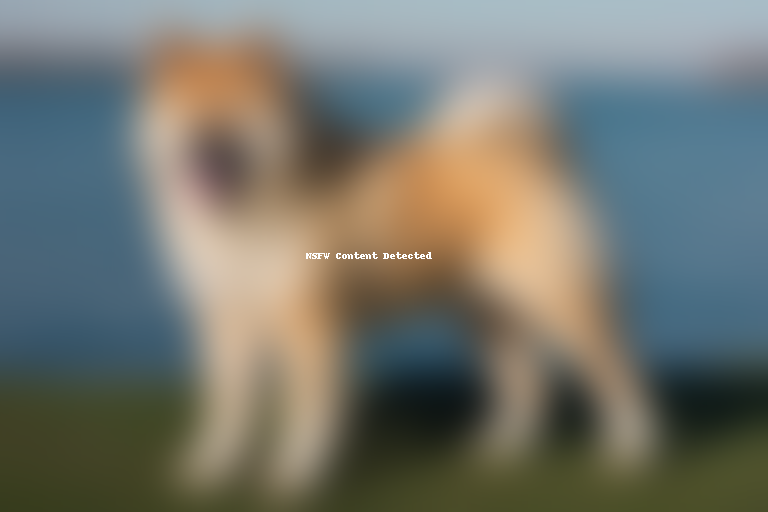 akita chow dog breed