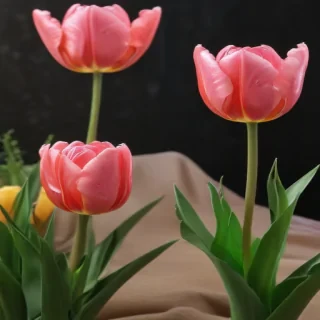 tulip flower