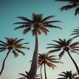 palm trees background