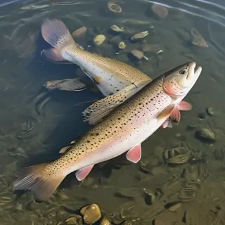 trout fish