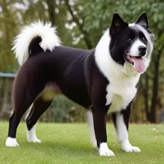 donskoy breed