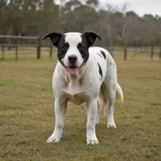 american bull aussie