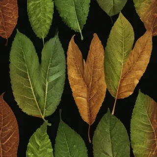 leaf transparent background
