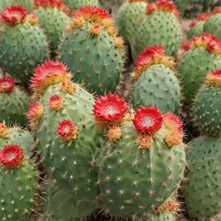 cactus fruit