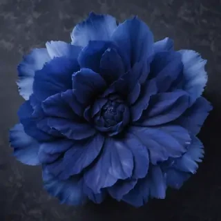 what color is indigo