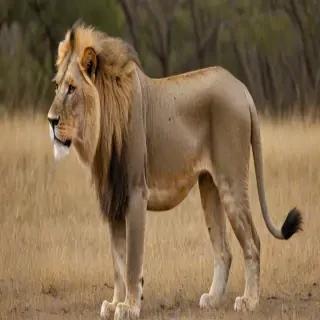 transparent lion